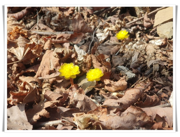 11인3. 복수초 개화 사진.jpg